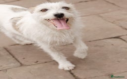 Mixed Breed dogs for adoption: 💖🐶 FAY 🐶💖 - Image 12