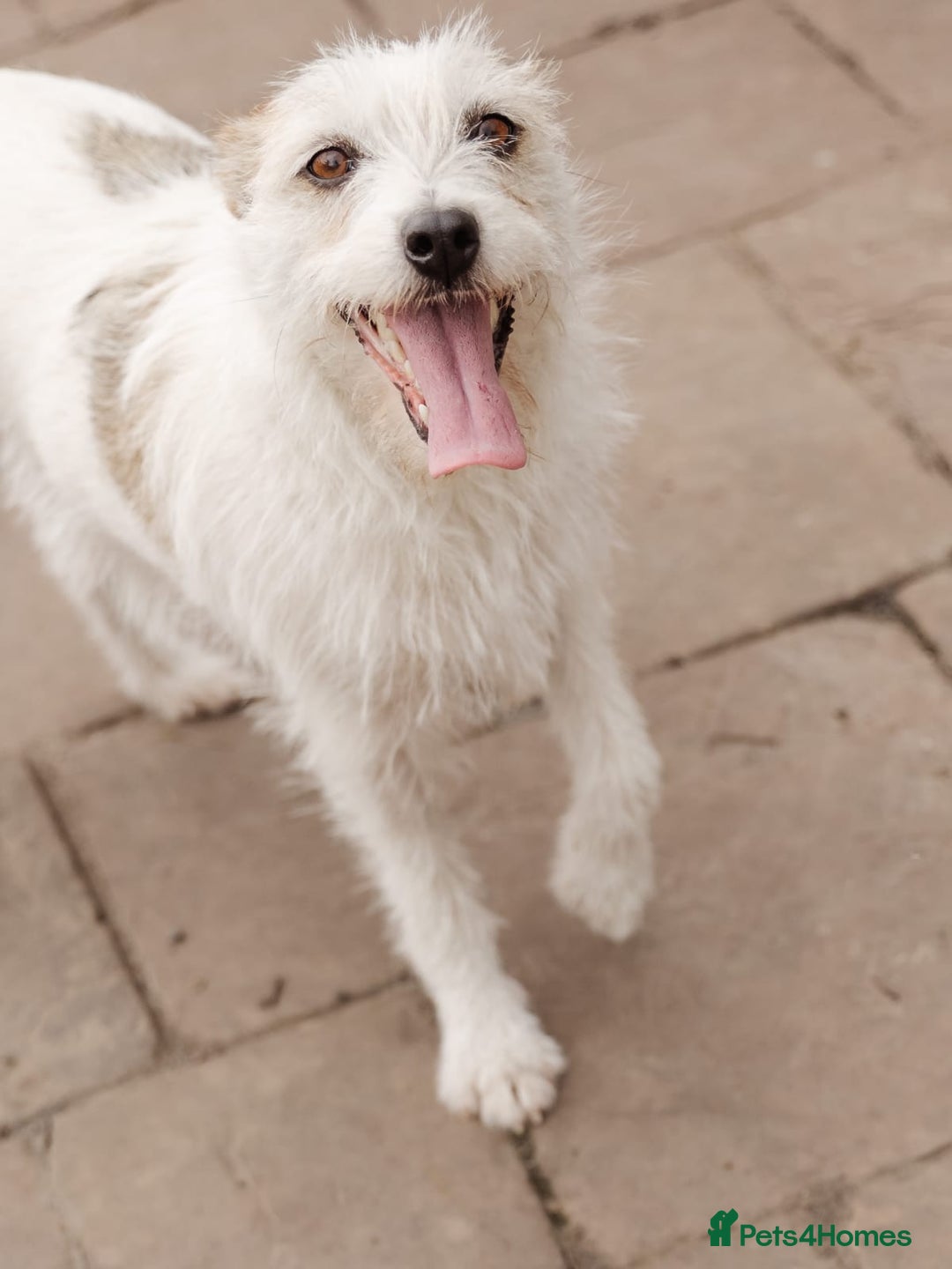 Mixed Breed dogs for adoption: 💖🐶 FAY 🐶💖 - Image 12