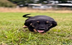 Mixed Breed dogs for sale: Big ears!! cocker spaniel x German shepherd puppys - Image 7