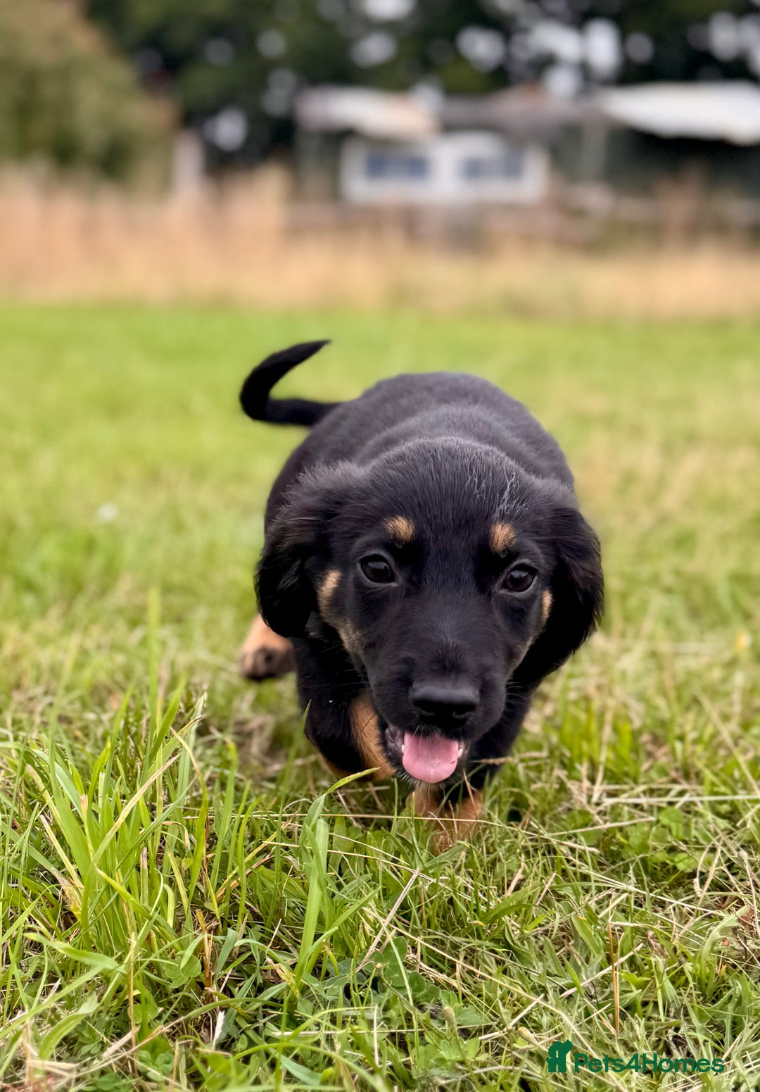 Mixed Breed dogs for sale: Big ears!! cocker spaniel x German shepherd puppys - Image 7