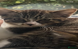 Bengal cats for sale: Tabby stripy Bengal cross  - Image 1
