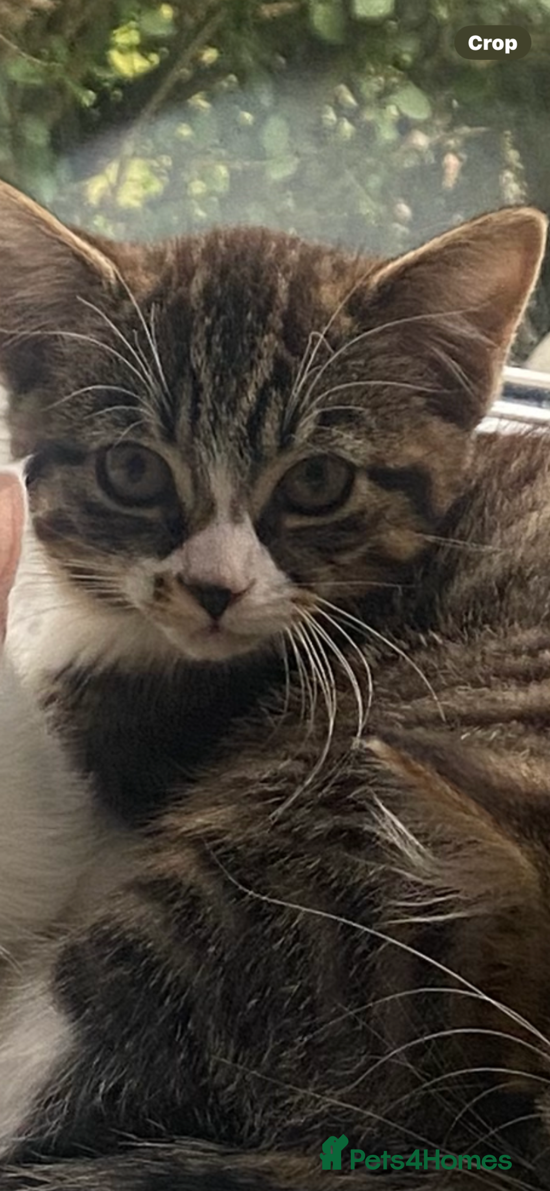 Bengal cats for sale: Tabby stripy Bengal cross  - Image 1