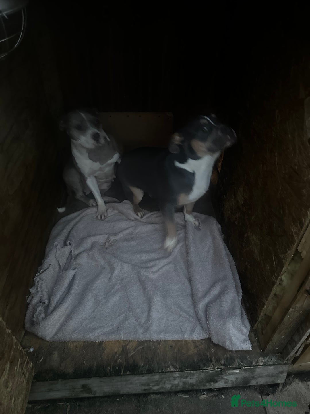 Mixed Breed dogs for sale: Milo staff x French bulldog - Image 3