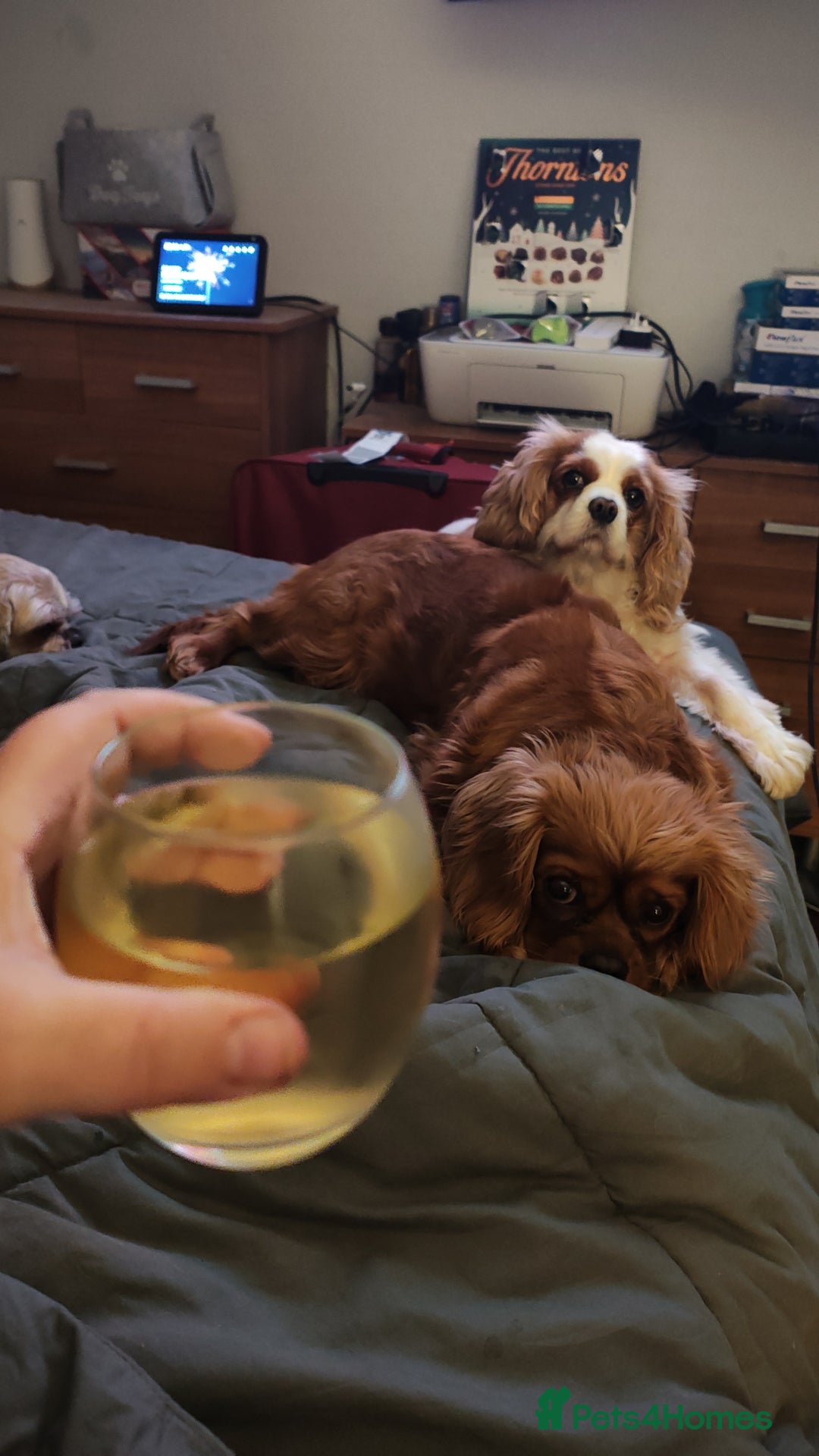 Cavalier King Charles Spaniel dogs for sale: Loving girl needing a new home  - Advert 5