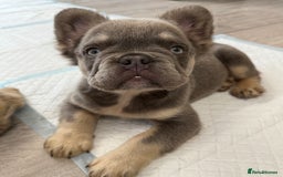French Bulldog dogs for sale: Visual fluffy French bulldog puppies! - Image 14