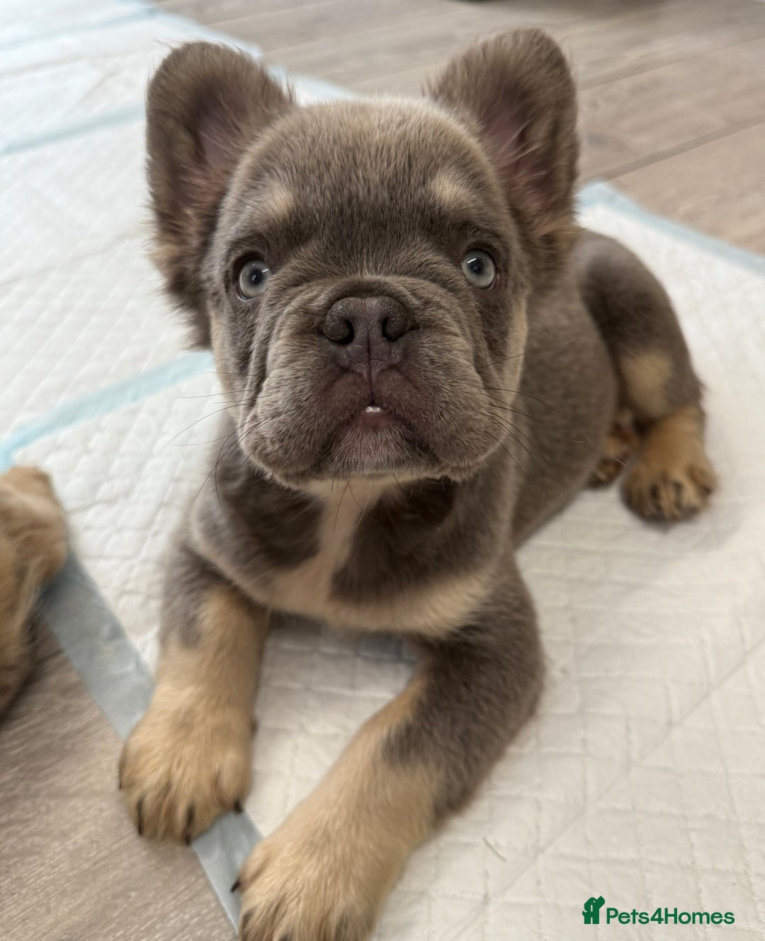 French Bulldog dogs for sale: Visual fluffy French bulldog puppies! - Image 14