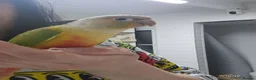 Conures birds for sale: Beautiful pineapple greencheek conure female - Advert 2