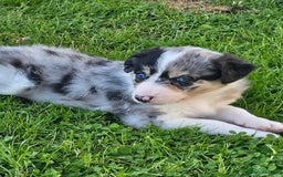 Border Collie dogs for sale: Unique blue eyed blue merle border collie puppies - Image 18
