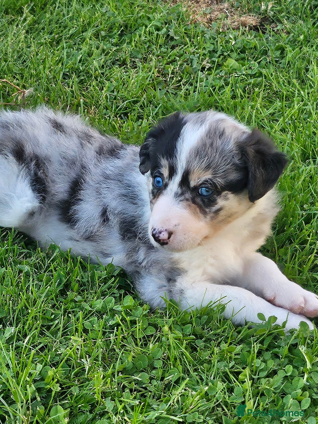 Border Collie dogs for sale: Unique blue eyed blue merle border collie puppies - Image 18