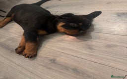 Rottweiler dogs for sale: Rotweiller male puppy - Image 2