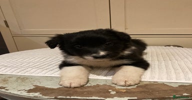 Border Collie dogs - Advert 3