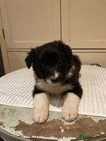 Border Collie dogs - Advert 3