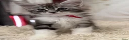 Maine Coon cats for sale: 6 beautiful Maine coon kittens  - Advert 14