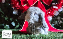 Mini Lop rabbits for sale: Pure mini lop babies  - Advert 3