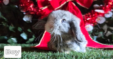 Mini Lop rabbits Pure mini lop babies  - Advert 7