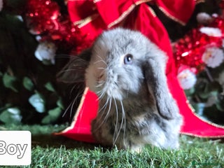 Mini Lop rabbits Pure mini lop babies - Advert 10