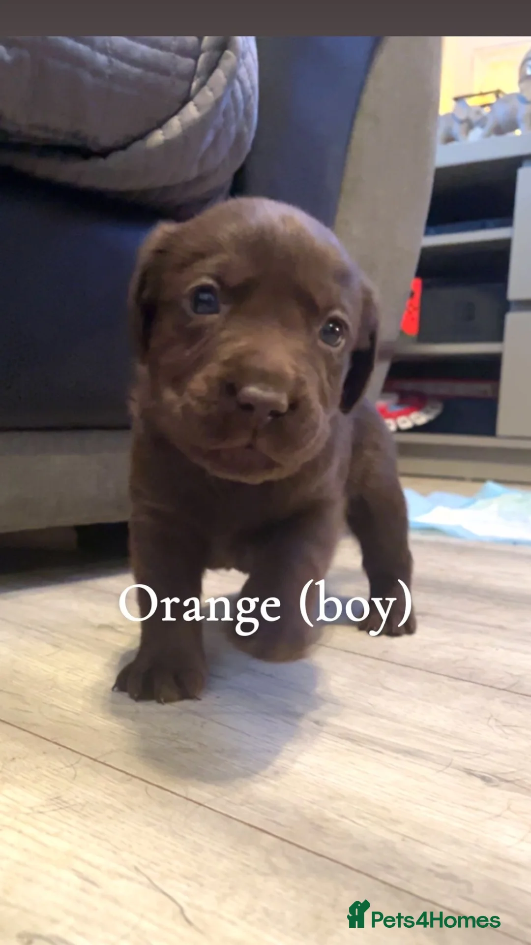 Labrador Retriever dogs for sale: Chocolate lab puppies  - Advert 3
