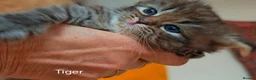 Siberian cats for sale:  Siberian babies from GCCF+TICA parents - Advert 19