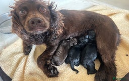 Sprocker dogs for sale: Sprocker spaniel puppies - Image 6