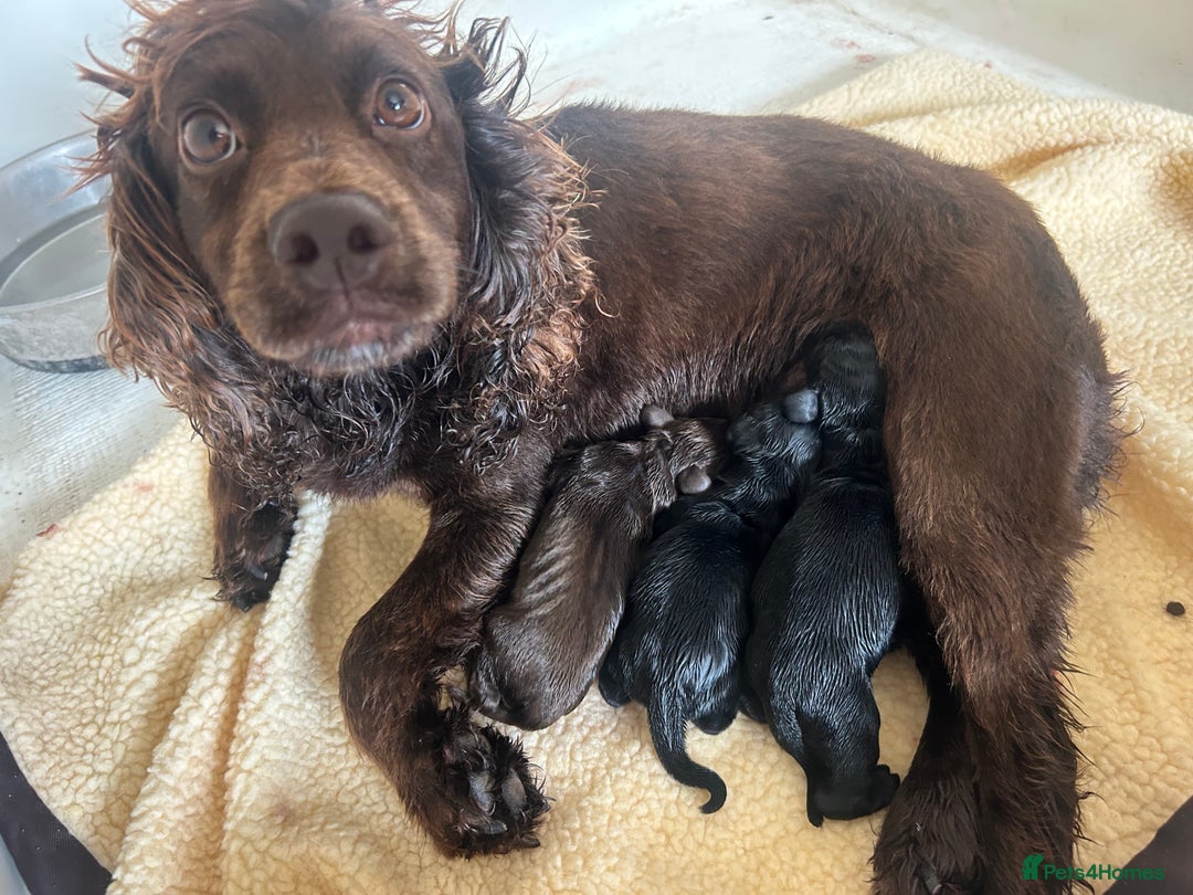 Sprocker dogs for sale: Sprocker spaniel puppies - Image 6