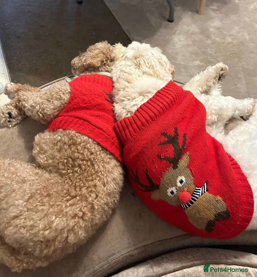 Cavapoochon dogs for sale: 2x Cavapoochon girls must go together  - Image 7