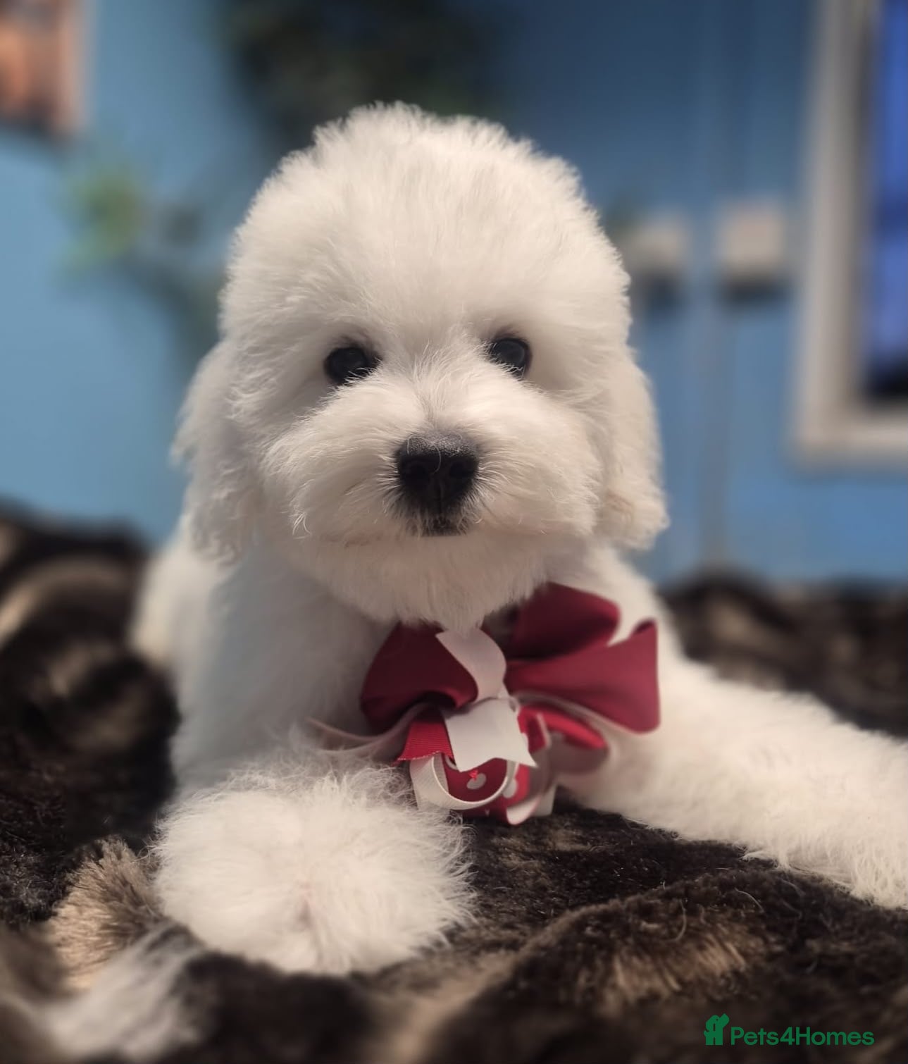 Bichon Frise dogs 100%pureBichon frise,health tested-clear!!! - Advert 2