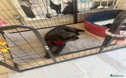 Miniature Schnauzer dogs for sale: 🐾🐶Schnauzer/Schnoodles🐶🐾 - Image 19