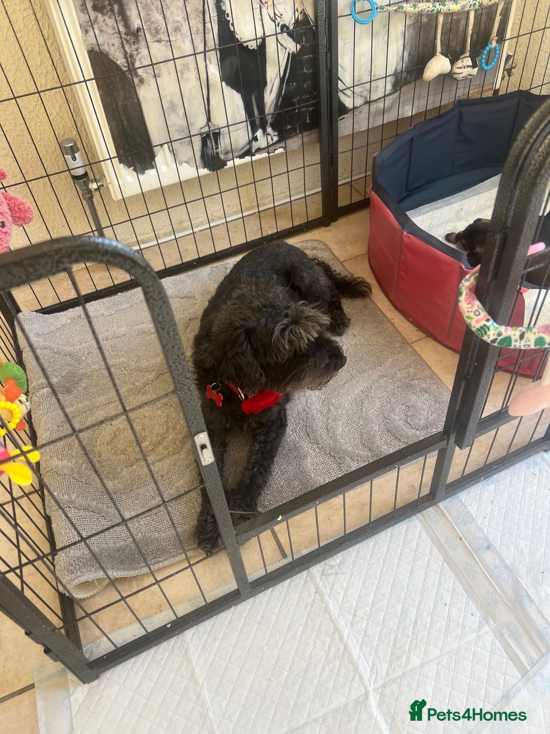 Miniature Schnauzer dogs for sale: 🐾🐶Schnauzer/Schnoodles🐶🐾 - Image 19