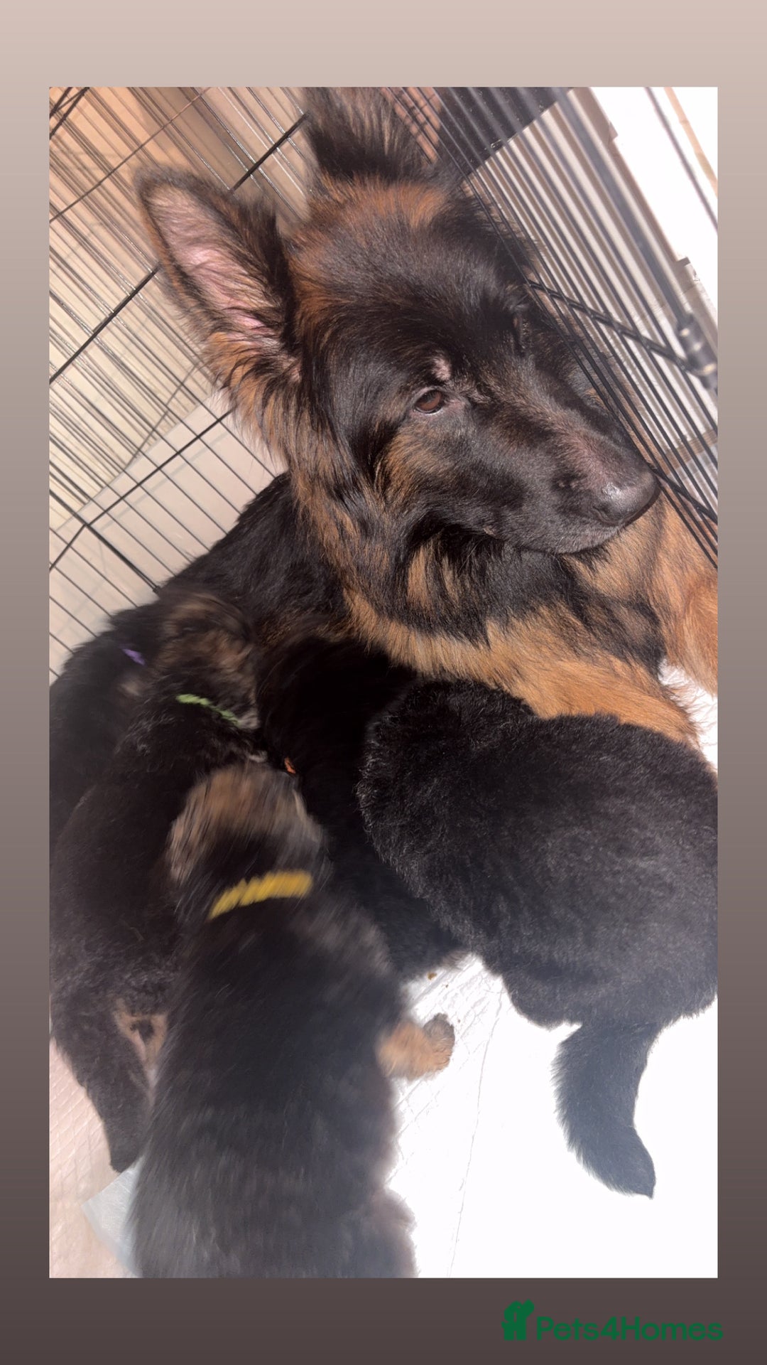 German Shepherd dogs for sale: German shepherd puppies - Advert 9