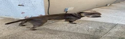 Staffordshire Bull Terrier dogs for stud: Frank. - Advert 9