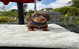 Miniature Dachshund dogs for sale: *READY NOW! 2 STUNNING KC REG MINI DACHSHUND BOYS* - Image 10