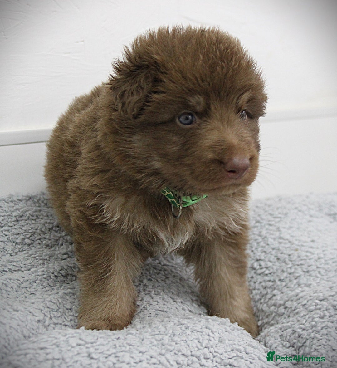 German Shepherd dogs for sale: GORGEAOUS K/C Registered German Shepherd puppies - Image 14