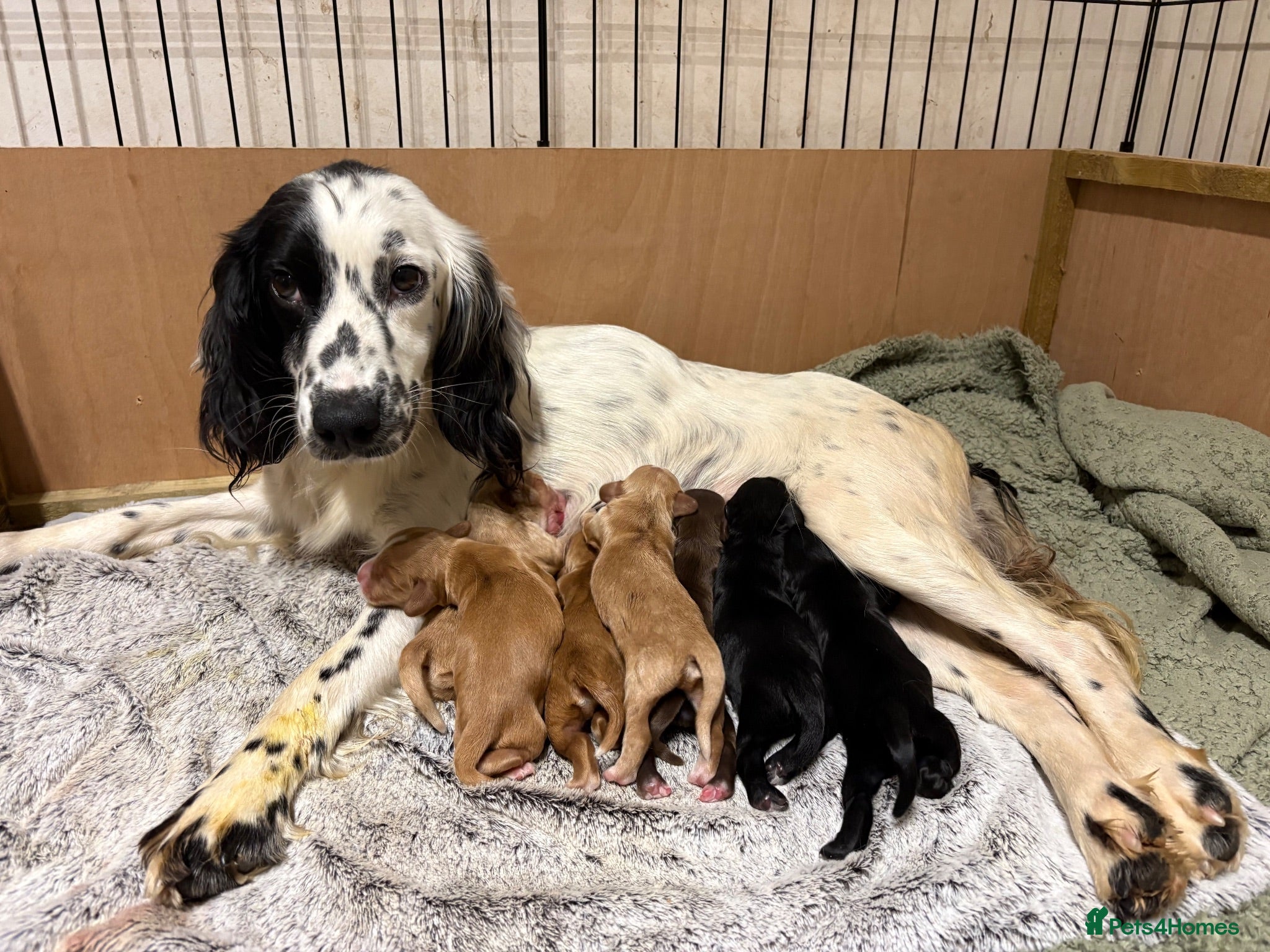 Sprocker dogs 2 boy sprocker puppies  - Advert 1