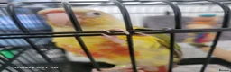Conures birds for sale: Pyrrhura Moline pineapple  - Advert 3