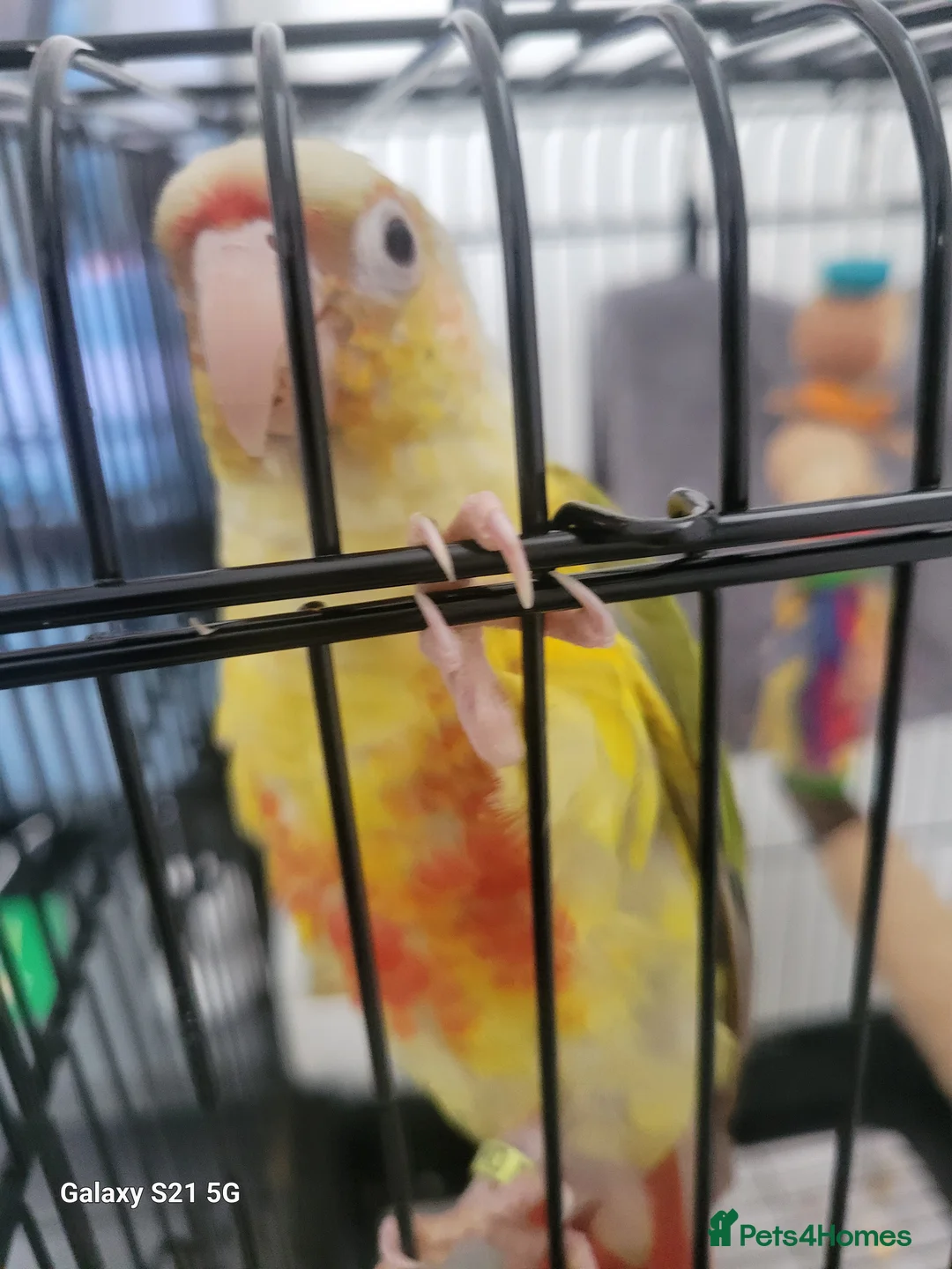 Conures birds for sale: Pyrrhura Moline pineapple  - Advert 3
