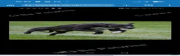 Whippet dogs for sale: KC Whippet Puppies Due – Pets & Working Homes in Buxton - Advert 4