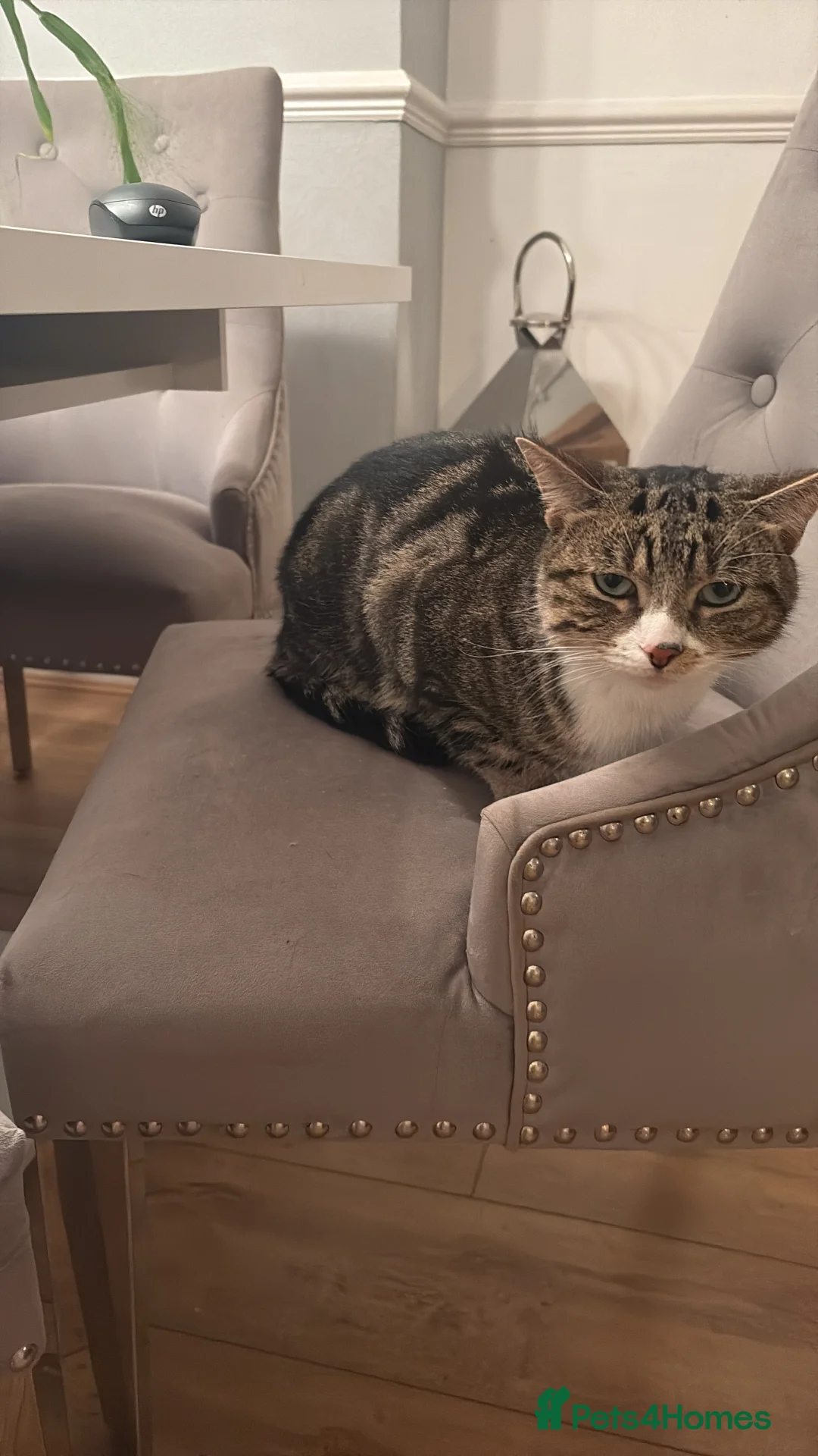 Mixed Breed cats for sale: Loving male cat needs a home - Advert 4