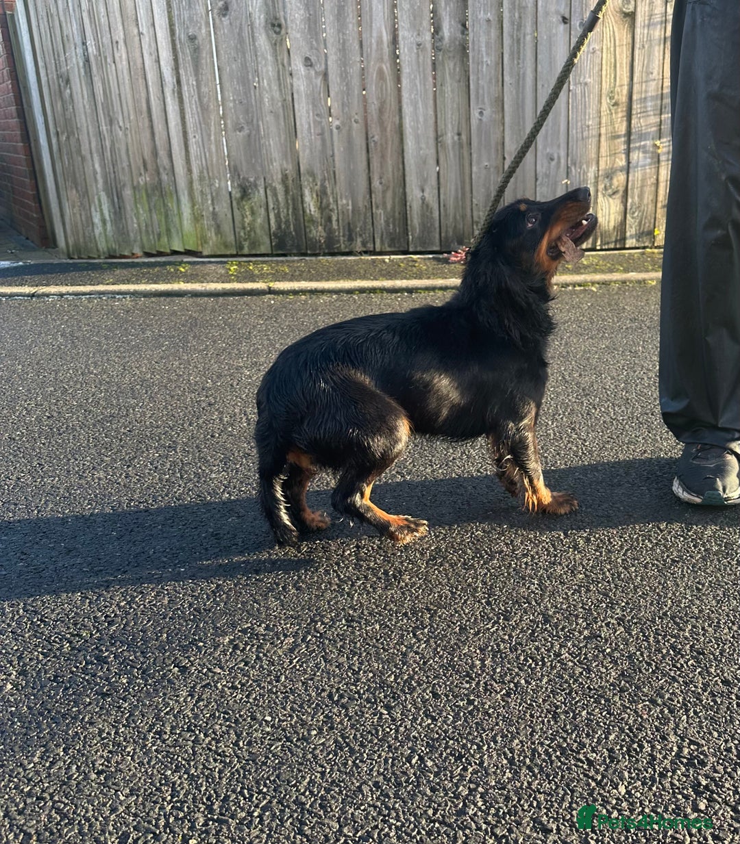 Cocker Spaniel dogs for sale: Kc reg 1 year old cocker spaniel  - Advert 8