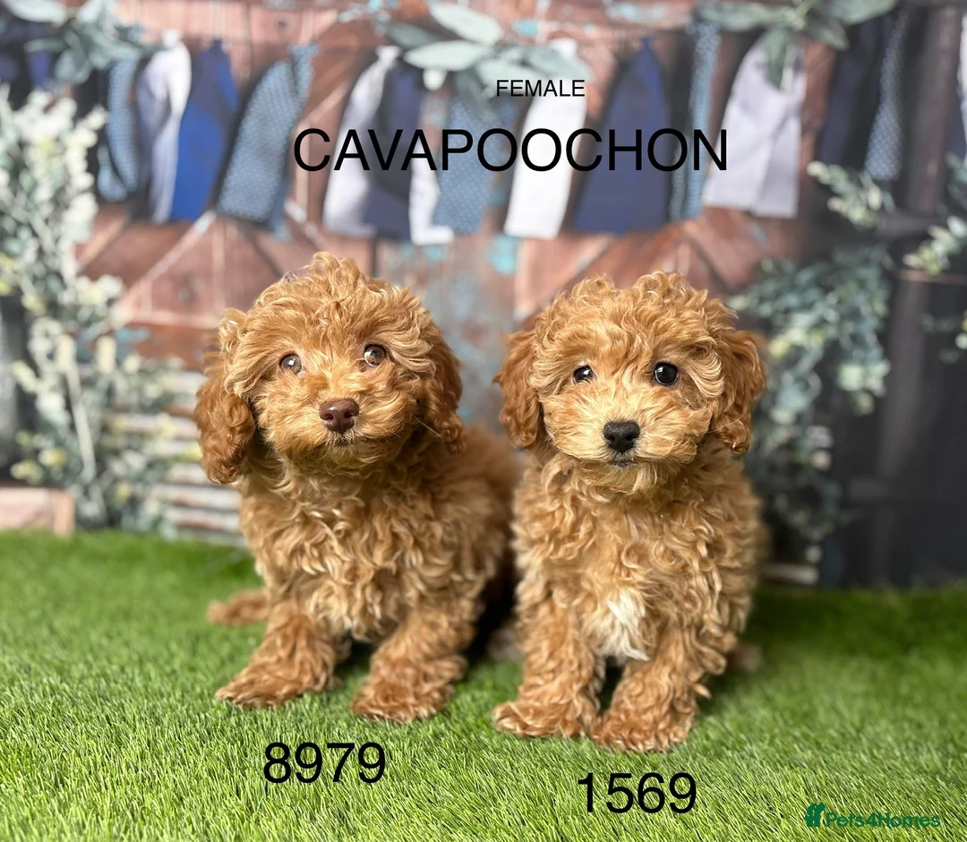 Cavapoochon dogs for sale: Stunning Cavapoochon puppies  in Burnley - Advert 4