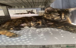 British Shorthair cats for sale: Gorgeous British shorthair kittens  - Image 9