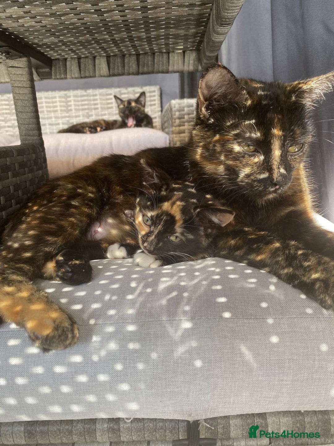 British Shorthair cats for sale: Gorgeous British shorthair kittens  - Image 9