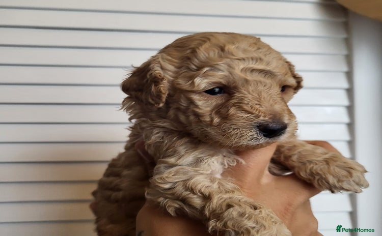 Miniature Poodle dogs - Advert 4