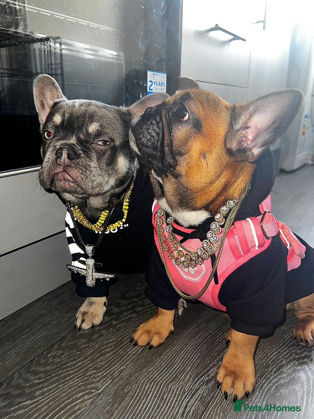 French Bulldog dogs for sale: Adorable 3-Year-Old Male & Female French Bulldog - Advert 1