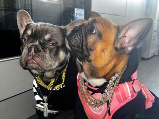 French Bulldog dogs Adorable 3-Year-Old Male & Female French Bulldog - Advert 2