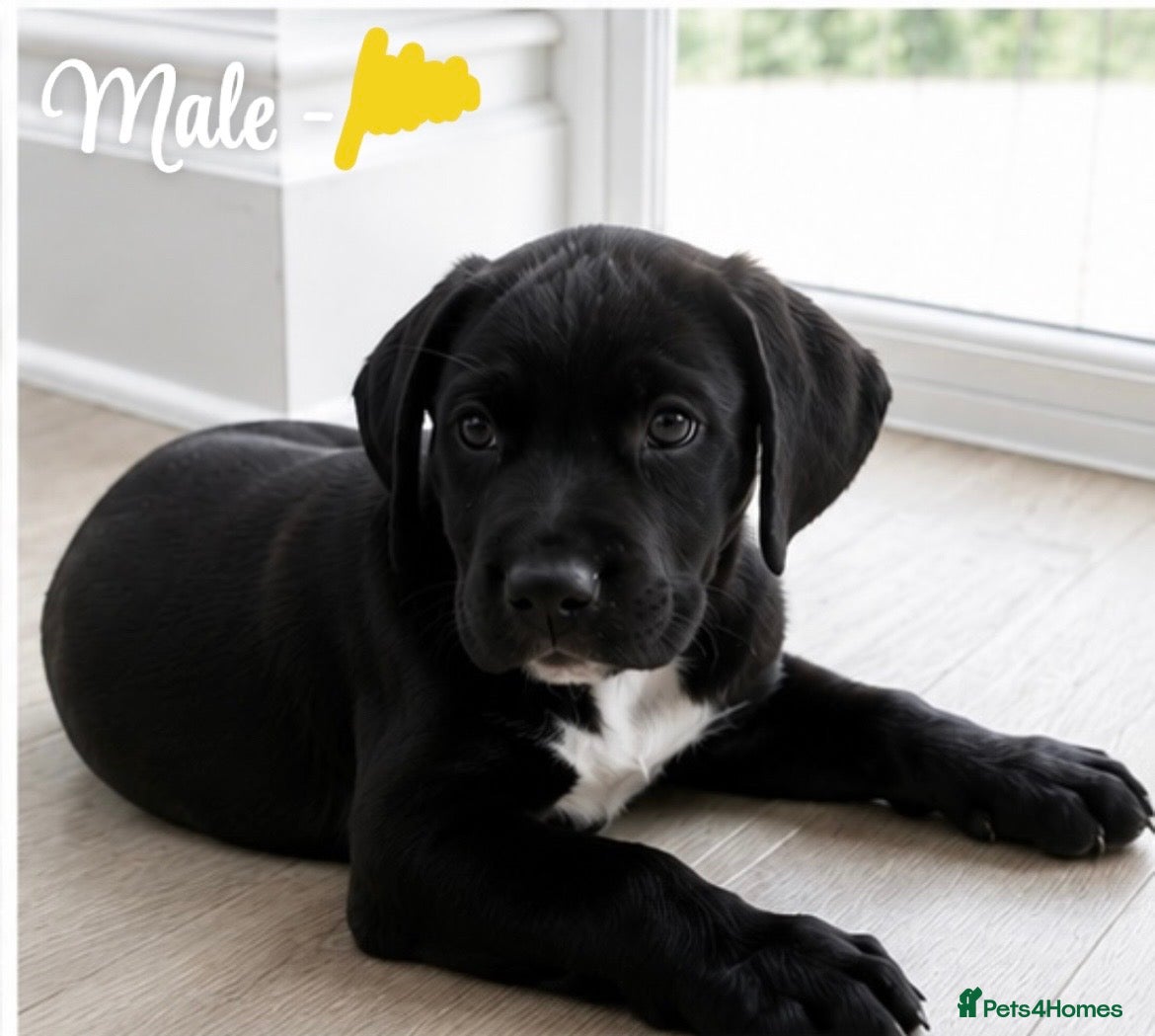 Mixed Breed dogs Gorgeous pups READY TO LEAVE!!!!  - Advert 4
