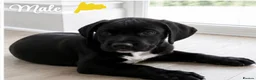 Mixed Breed dogs for sale: Gorgeous pups READY TO LEAVE!!!!  - Advert 1