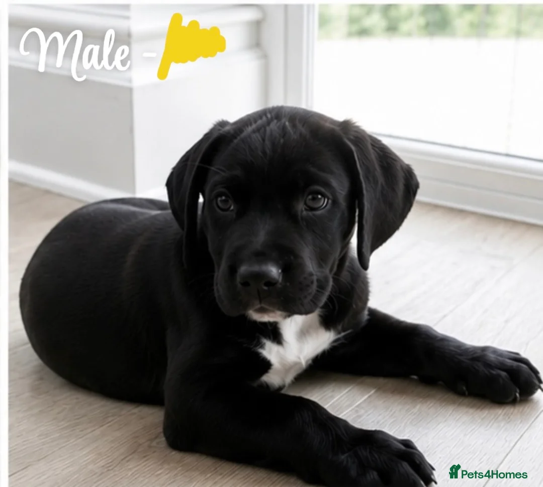 Mixed Breed dogs for sale: Gorgeous pups READY TO LEAVE!!!!  - Advert 1