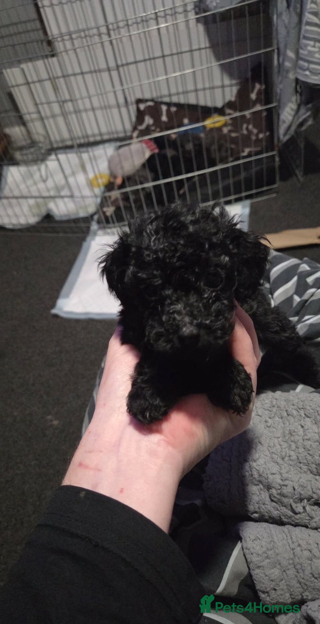 Cockapoo dogs for sale: Cockapoo pups - Advert 3