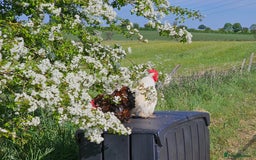 Chickens poultry for sale: ** Stunning friendly Pekin Cockerals available **  - Image 27