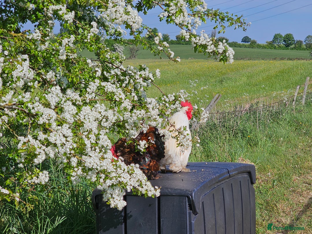 Chickens poultry for sale: ** Stunning friendly Pekin Cockerals available **  - Image 27